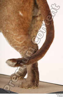 Asian golden cat Catopuma Temminckii tail 0009.jpg